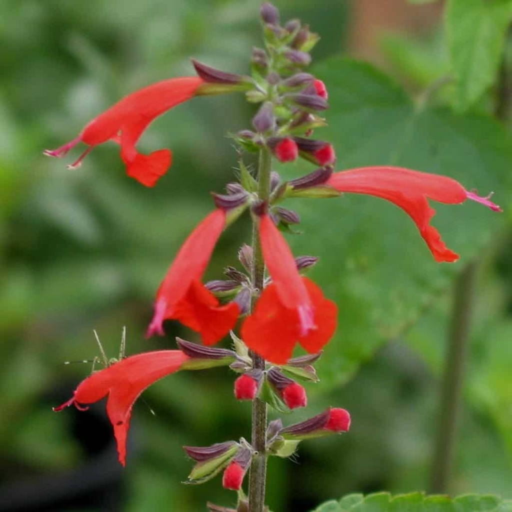 SCARLET SAGE (PACKET) Douglass King Seeds